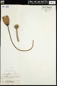 Nymphaea odorata image