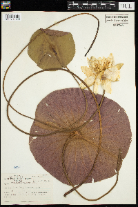Nymphaea odorata image