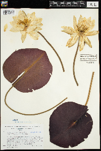 Nymphaea odorata image