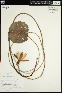 Nymphaea odorata image
