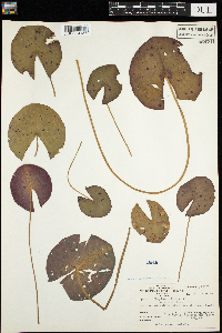 Nymphaea odorata image