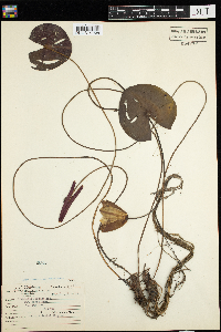 Nymphaea odorata image