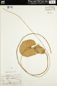 Nymphaea odorata image