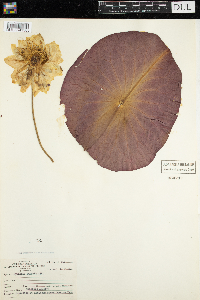 Nymphaea odorata image