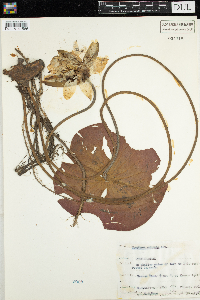 Nymphaea odorata image