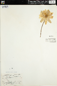 Nymphaea odorata image