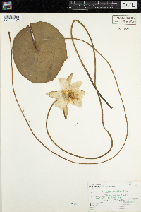 Nymphaea odorata image