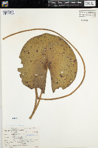 Nymphaea odorata image