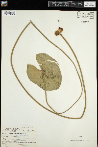 Nuphar x rubrodisca image