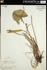 Nuphar x rubrodisca image