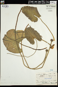 Nuphar x rubrodisca image