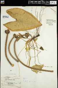 Nuphar variegata image