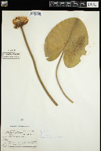 Nuphar variegata image