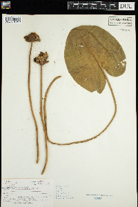 Nuphar variegata image