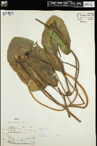 Nuphar variegata image