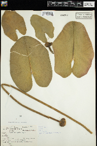 Nuphar variegata image