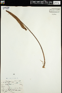 Nymphaea odorata image