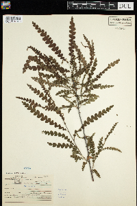 Comptonia peregrina image