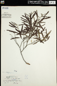 Comptonia peregrina image