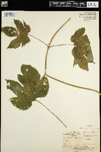 Humulus lupulus image