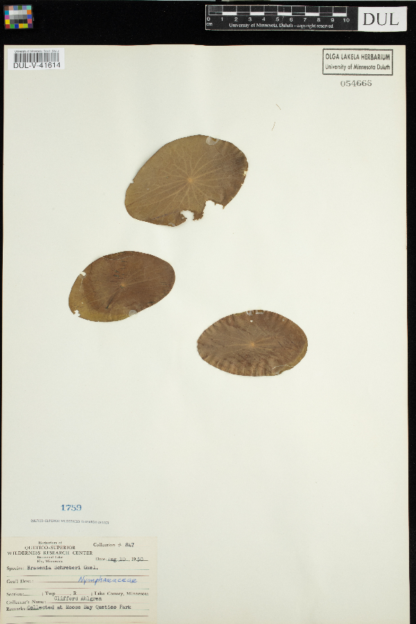 Cabombaceae image