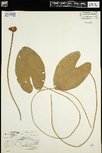 Nuphar x rubrodisca image