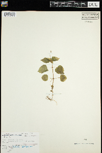 Circaea alpina image