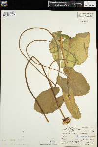 Nuphar x rubrodisca image