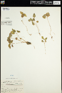 Circaea alpina image