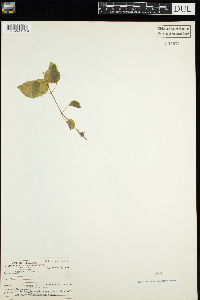 Circaea alpina image