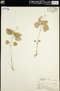 Circaea alpina image
