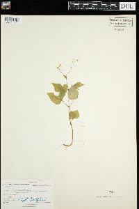 Circaea alpina image