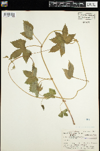 Humulus lupulus image