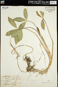 Menyanthes trifoliata image