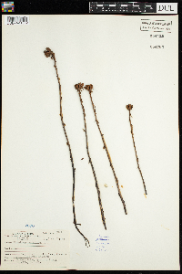 Monotropa uniflora image