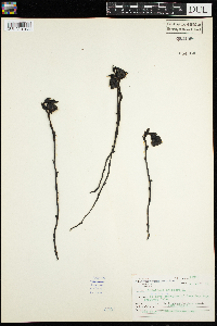 Monotropa uniflora image