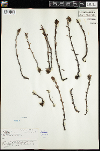 Monotropa uniflora image