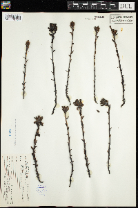 Monotropa uniflora image