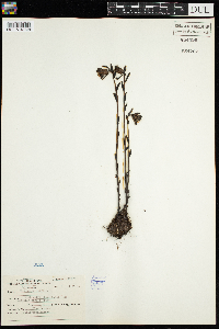 Monotropa uniflora image