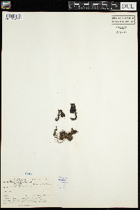 Monotropa uniflora image