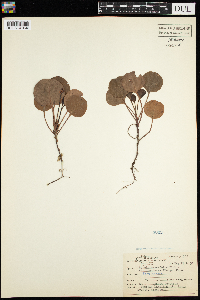 Pyrola asarifolia image