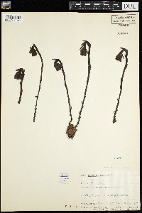 Monotropa uniflora image