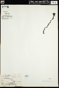 Monotropa uniflora image