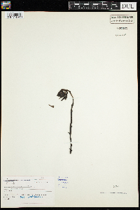 Monotropa uniflora image