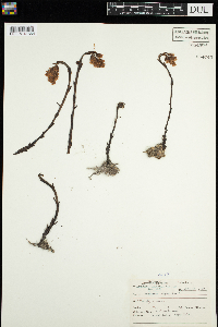 Monotropa hypopitys image