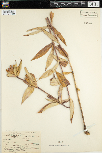 Gentiana clausa image