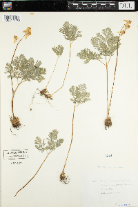 Dicentra cucullaria image