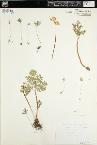 Dicentra cucullaria image