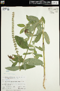 Stachys palustris image