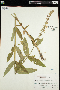 Stachys palustris image